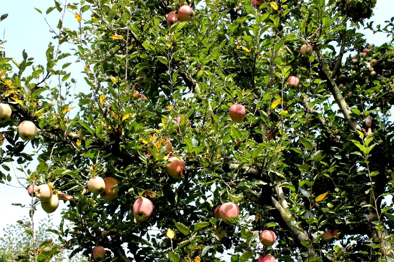 A branch heavy with ripe apples, south Kashmir