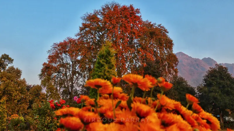 A chinar tree turning red in autumn, Srinagar